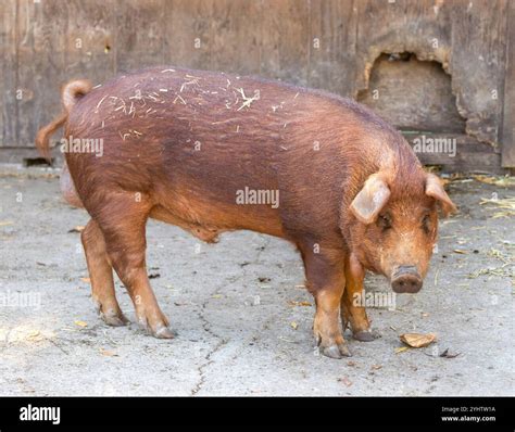Red Wattle Pig Male in Pigpen. Animal farm in Northern California Stock ...