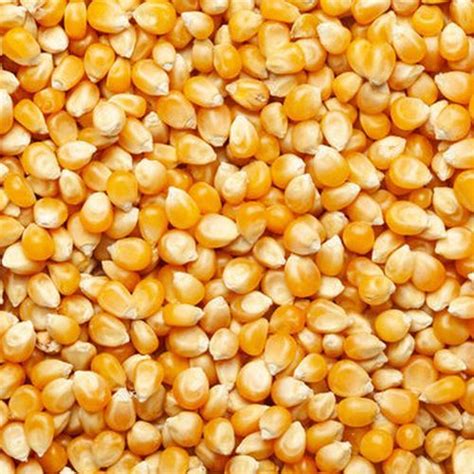 Ays Agro Foods - Maize Poultry Feed Manufacturer Supplier from Jalgaon