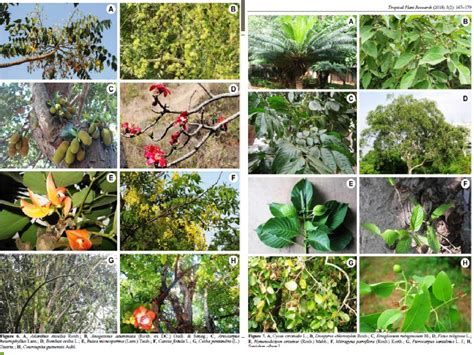 Andhra University | Horticulture & Gardening Unit
