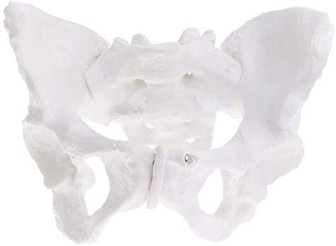 Buy Structural drawing anatomy Female pelvis model Female Pelvic ...