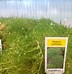 Image result for Stepables Ground Cover Seeds