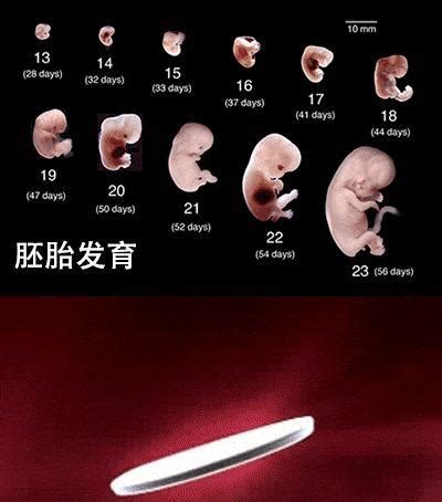 胚胎发育过程图-怀孕1一40周全过程图,怀孕每周胎儿发育图,1到9周的胚胎发育过程,胚胎1到8周的发育过程,胚胎发育不好的原因
