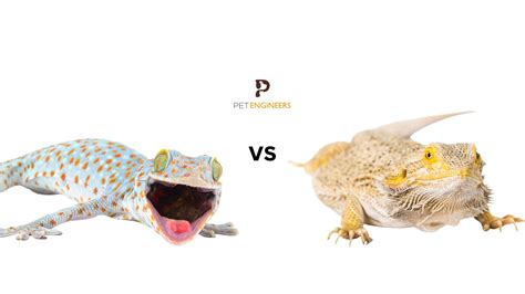 Tokay Gecko vs Bearded Dragon: Which is Better as a Pet in 2025? | Pet ...