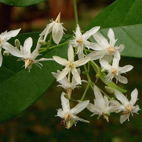 Wrightia Tinctoria Tree Seeds - Sweet Indrajao Seeds for Ornamental Ga ...