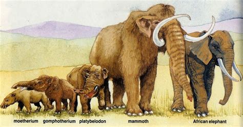 Filleri Evrimi ve Soyu Tükenmiş Akrabaları