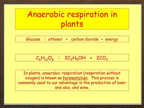 Do Plants Have Anaerobic Respiration at Mia Stapleton blog