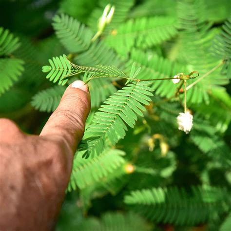 Mimosa Seeds - Sensitive Plant | Flower Seeds in Packets & Bulk | Eden ...