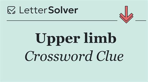 Upper limb Crossword Clue Answers