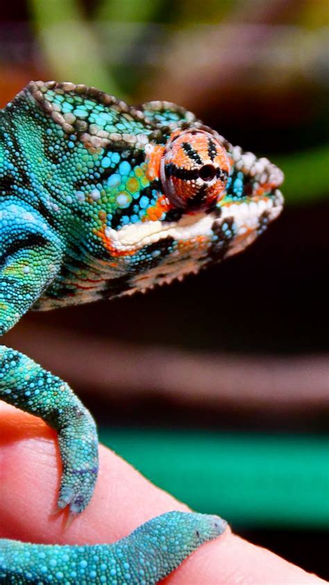 Download wallpaper 800x1420 panther chameleon, chameleon, reptile ...