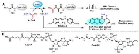 Development of A Continuous Fluorescence-Based Assay for N-Terminal ...