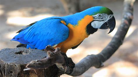 Photos Ara (genus) bird Parrots Tree stump Animals 1920x1080