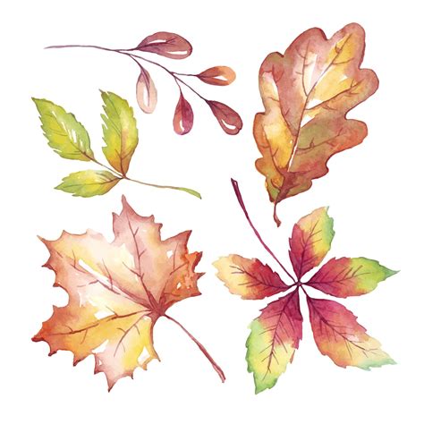 Premium Vector | Fall leaves watercolor clipart