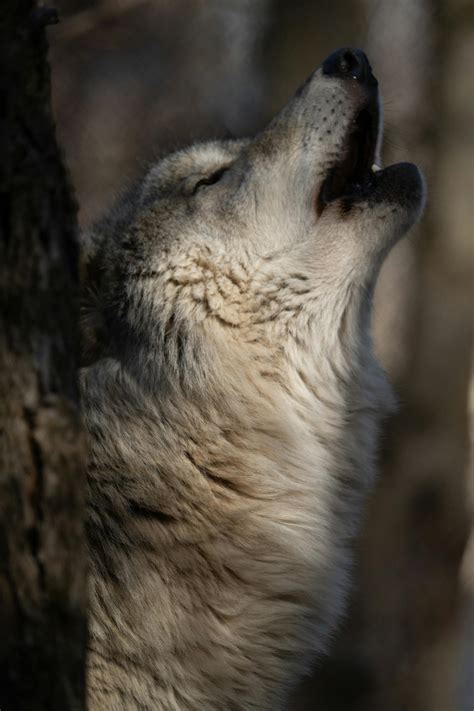 Image result for Coolest Wolves Howling