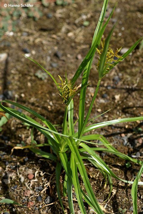 Cyperus esculentus L. | Azorean Biodiversity Portal