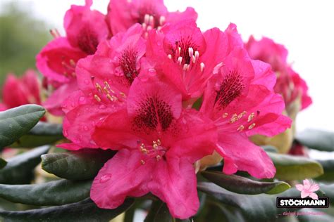 Rhododendron 'Nova Zembla' // Stöckmann Baumschulen