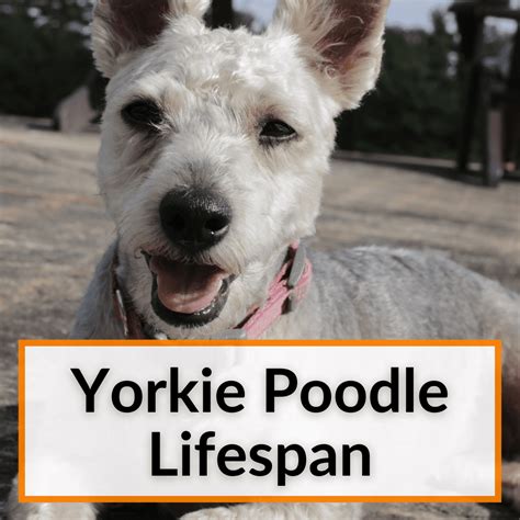 Yorkie Poodle Lifespan (+Helping Your Yorkie Poo Live Longer) - lifespan of yorkie poo