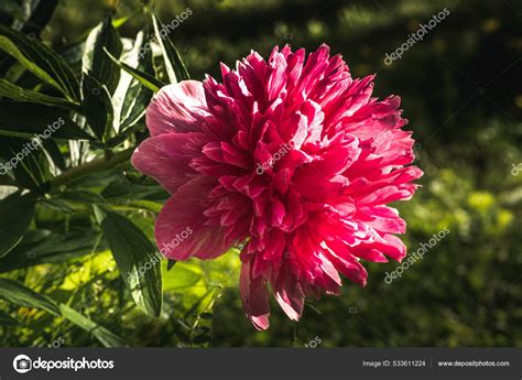 Single Big Pink Flowers