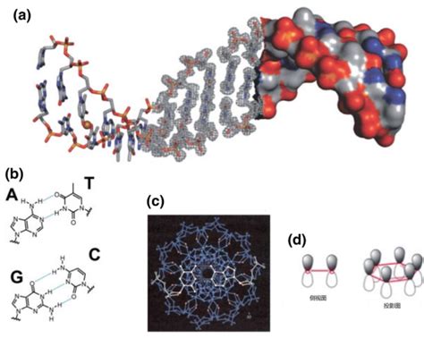 PPT - 第二节 DNA 的分子结构和特点 PowerPoint Presentation, free download - ID:5558625