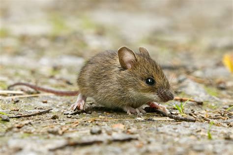 Deer Mice Vs House Mice