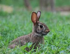 Image result for Cottontail Rabbit as a Pet