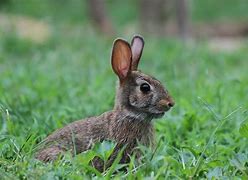 Image result for Baby Eastern Cottontail Rabbit