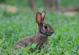 Image result for Cottontail Rabbit Winter