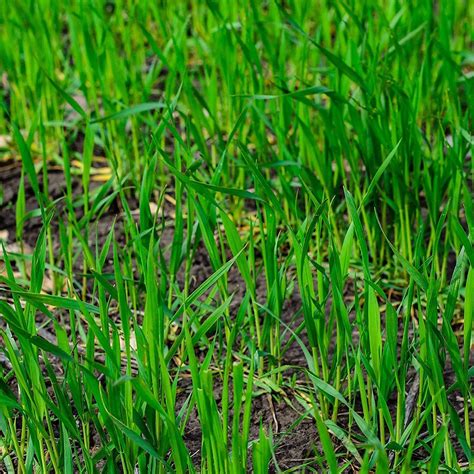Amazon.com : Blackout Perennial Ryegrass Grass Seed - Fireball and ...