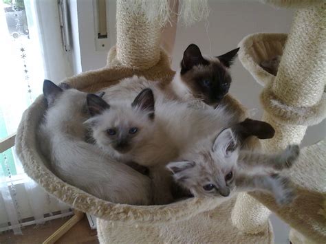 SELTENHEIT RAGDOLL THAI SIAM MIX Kätzchen in Höchstadt | Tiere ...