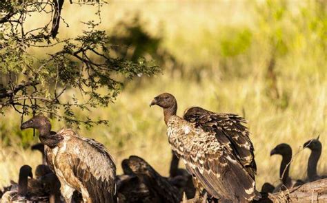 Best Safari In Kenya: Ultimate Guide To A Vacation In The Wild