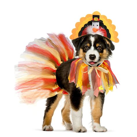 Dog Dressed As Turkey
