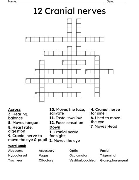 Cranial Nerves Crossword - WordMint