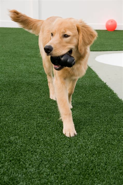 K9Grass at Sherwood South Animal Hospital | Indoor dog park, Dog yard ...
