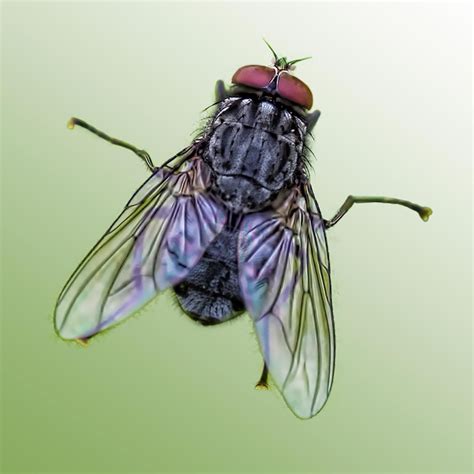 The 10 Most Common Types of Flies in the U.S. | Family Handyman