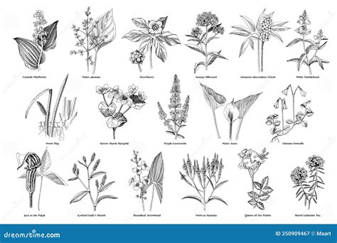 Swamp Plants Drawings