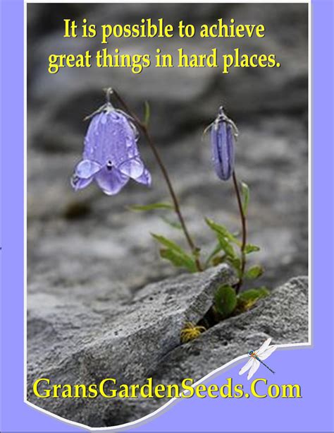 Lemon Bee Balm Herb Seeds or Lemon Mint - Gran's Garden Seeds