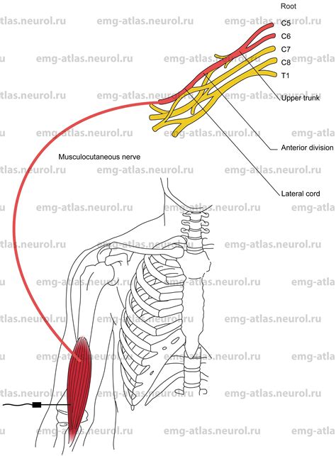 Musculocutaneous Nerve Innervation