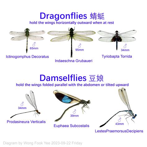 Wings of dragonflies and damselflies difference between - Dragonfly Facts