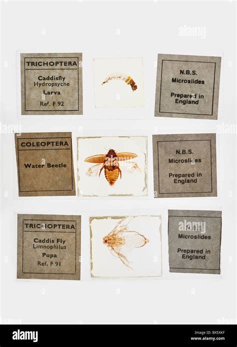 Microscope Slide 的图像结果