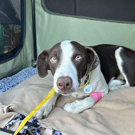 Quinn - 15/10 Foundation