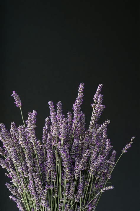Close-up of Purple Lavender Plants · Free Stock Photo