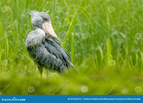 Shoebill, Balaeniceps Rex, Portrait of Big Beak Bird, Uganda. Detail ...