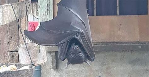 Hell No! Images Of Massive Bats From Philippines Leave People Stumped