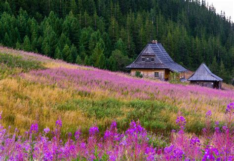 Photography in Nature 的图像结果