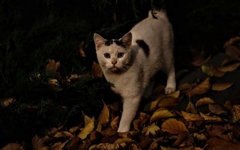 Download wallpaper 1680x1050 cat, autumn, street widescreen 16:10 hd ...