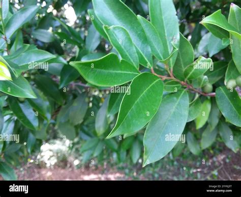 Carolina laurelcherry (Prunus caroliniana Stock Photo - Alamy