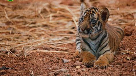 Watch video: Byculla zoo welcomes little tiger cub Veera, christens new ...