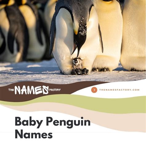 310+ Most Popular Penguin Names Ideas