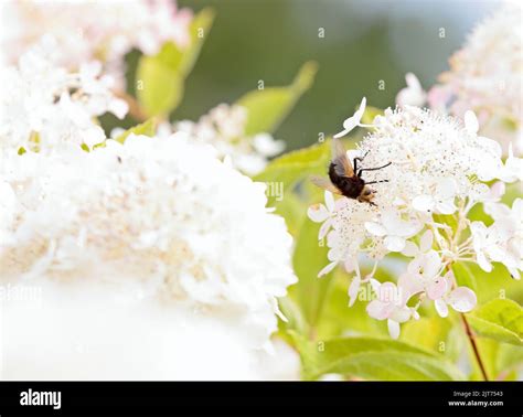 Large black fly with a yellow head feeding on hydrangea flower Stock ...