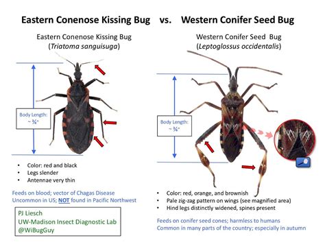 Milkweed Assassin Bug Bite
