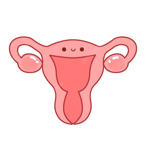 Cartoon Hand Drawn Organ Uterus Line Illustration Vector Decorative Element, Reproduction ...